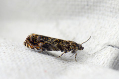 Barkvikler (Enarmonia formosana)