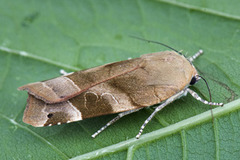 Bredbåndfly (Noctua fimbriata)