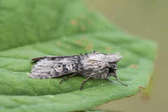 Burothettefly (Cucullia absinthii)