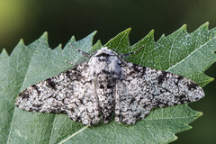 Bjørkelurvemåler (Biston betularia)