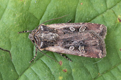 Gråbrunt sandjordfly (Euxoa tritici)