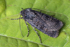 Svart jordfly (Euxoa nigricans)