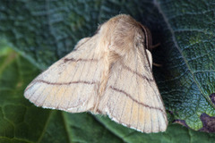 Okergul ringspinner (Malacosoma neustria)