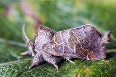 Dvergstjertspinner (Clostera pigra)