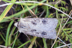 Gråpudret jordfly (Agrotis segetum)