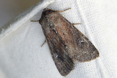 Teglrødt engfly (Apamea lateritia)