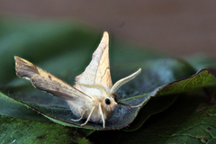 Askeflikmåler (Ennomos fuscantaria)