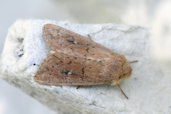 Teglrødt gressfly (Mythimna ferrago)