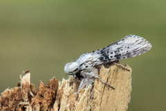 Burothettefly (Cucullia absinthii)