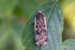 Hagebåndfly (Noctua pronuba)