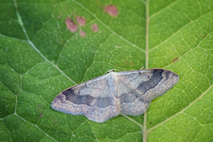 Vinkelengmåler (Idaea aversata)