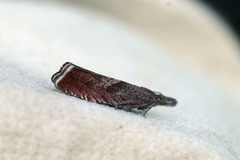 Burotvikler (Dichrorampha simpliciana)