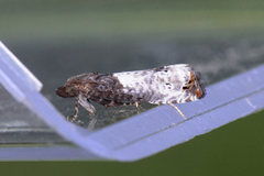 Krattrosevikler (Notocelia roborana)