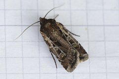 Gråbrunt sandjordfly (Euxoa tritici)