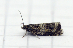 Olivenprydvikler (Celypha lacunana)