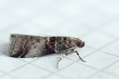 Rognesmalmott (Acrobasis advenella)