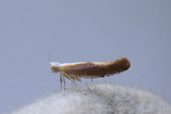 Argyresthia albistria