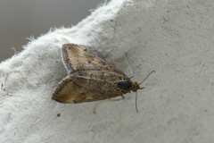 Grobladengmott (Pyrausta despicata)