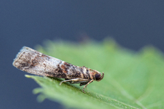 Rognesmalmott (Acrobasis advenella)