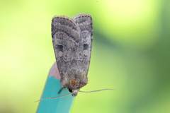 Bringebærteglfly (Diarsia rubi)