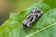 Fagerjordfly (Agrotis vestigialis)