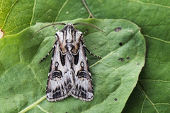 Fagerjordfly (Agrotis vestigialis)