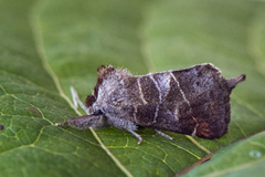 Dvergstjertspinner (Clostera pigra)