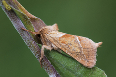 Rød roteter (Triodia sylvina)