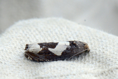 Burotstengelvikler (Epiblema foenella)