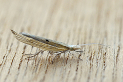 Ypsolopha nemorella