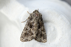 Fiolett nellikfly (Sideridis rivularis)