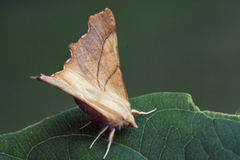 Askeflikmåler (Ennomos fuscantaria)