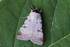 Augustvikkefly (Lygephila craccae)