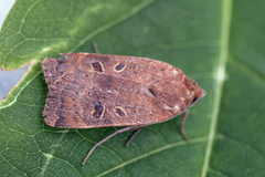 Variabelt båndfly (Noctua comes)