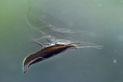 Leddvedsprellemøll (Ypsolopha dentella)