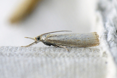 Blek nebbmott (Agriphila straminella)