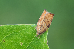 Hasselbladvikler (Pandemis corylana)