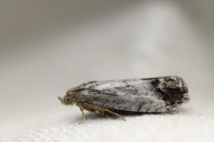 Eikeglansvikler (Cydia splendana)
