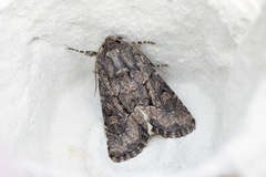 Blekt stengelfly (Luperina testacea)