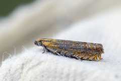 Perikumvikler (Lathronympha strigana)