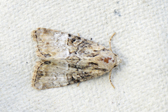 Spinkelt engfly (Mesoligia furuncula)