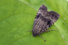 Rødt pyramidefly (Amphipyra pyramidea)