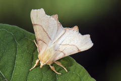 Eikeflikmåler (Ennomos erosaria)