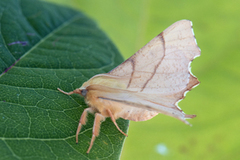 Eikeflikmåler (Ennomos erosaria)