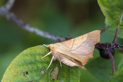 Askeflikmåler (Ennomos fuscantaria)