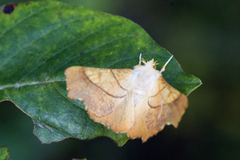 Askeflikmåler (Ennomos fuscantaria)