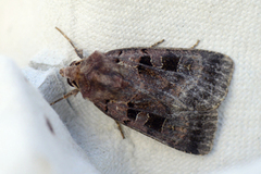 Fiolettbrunt bakkefly (Xestia stigmatica)