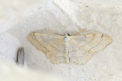 Vinkelengmåler (Idaea aversata)