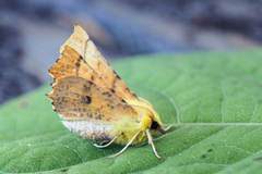 Oreflikmåler (Ennomos alniaria)