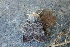 Mørkt klippefly (Standfussiana lucernea)